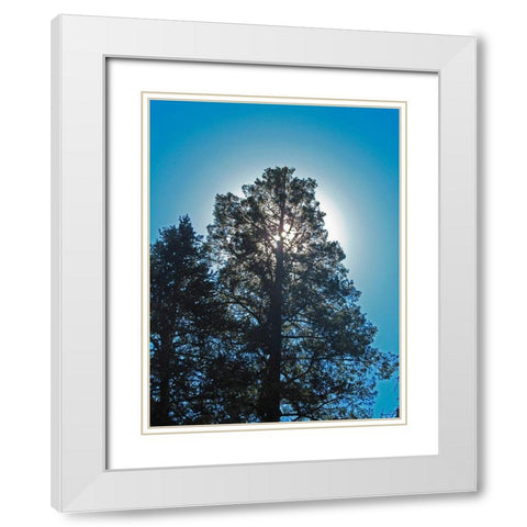 Tree 2 White Modern Wood Framed Art Print with Double Matting by Popcorn
