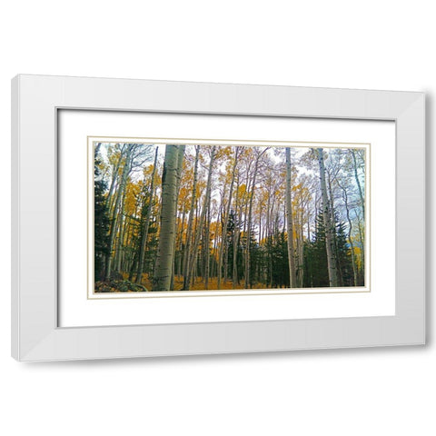 Aspens in Fall I White Modern Wood Framed Art Print with Double Matting by Tenoever, William