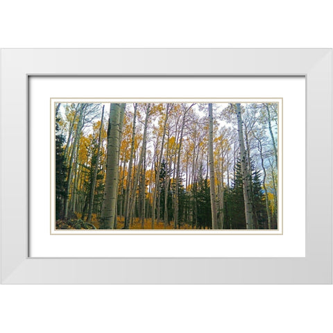 Aspens in Fall I White Modern Wood Framed Art Print with Double Matting by Tenoever, William