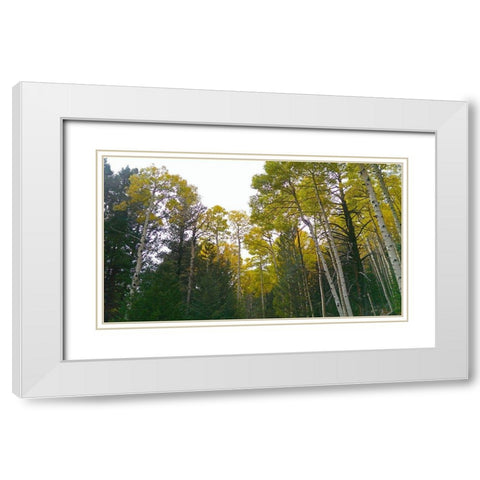 Aspens in Fall II White Modern Wood Framed Art Print with Double Matting by Tenoever, William