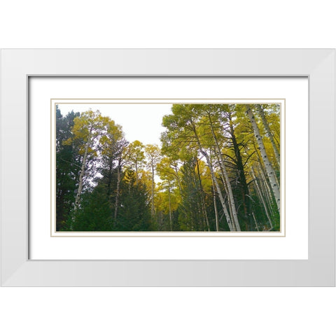 Aspens in Fall II White Modern Wood Framed Art Print with Double Matting by Tenoever, William