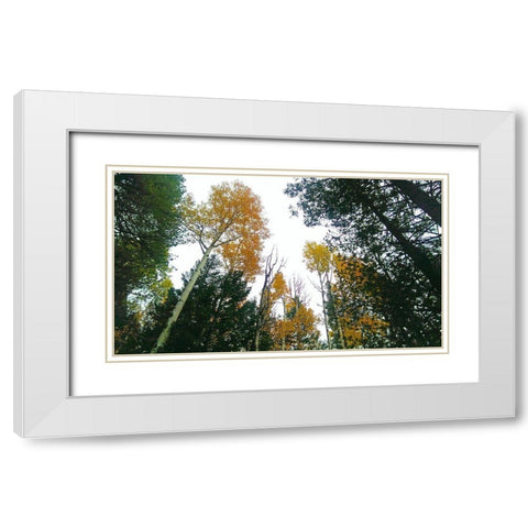 Aspens in Fall III White Modern Wood Framed Art Print with Double Matting by Tenoever, William