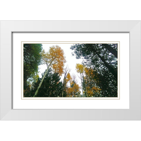 Aspens in Fall III White Modern Wood Framed Art Print with Double Matting by Tenoever, William