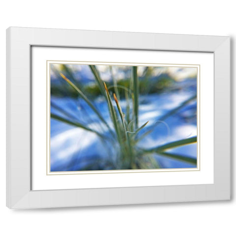 Snow in the Desert White Modern Wood Framed Art Print with Double Matting by Popcorn