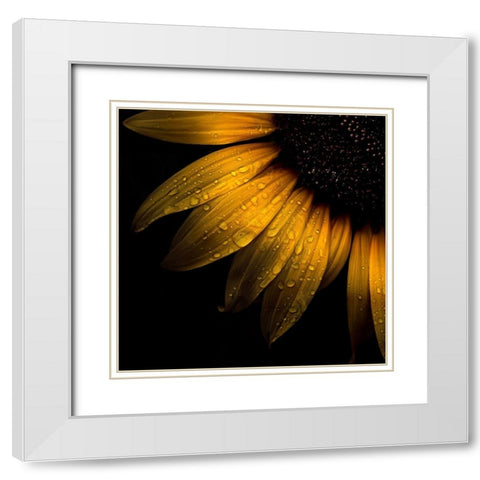 Sunflower Detail White Modern Wood Framed Art Print with Double Matting by Carson, Brian
