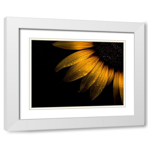 Sunflower Detail II White Modern Wood Framed Art Print with Double Matting by Carson, Brian