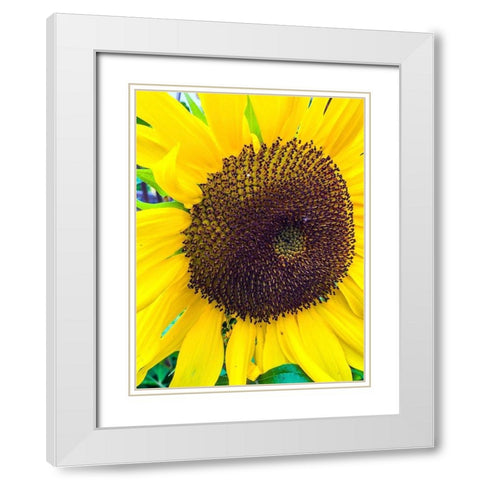 Sunflower White Modern Wood Framed Art Print with Double Matting by Bannon, Heidi