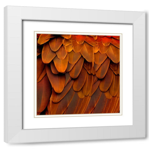 Feathered Friend - Burnt Orang White Modern Wood Framed Art Print with Double Matting by Bosco, Julia