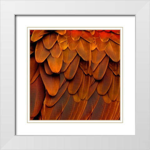 Feathered Friend - Burnt Orang White Modern Wood Framed Art Print with Double Matting by Bosco, Julia