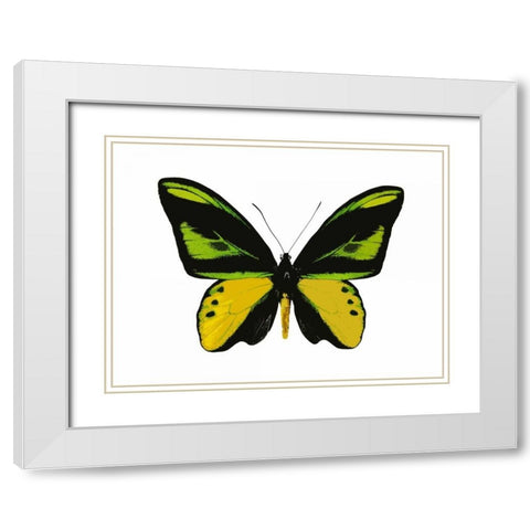 Vibrant Butterfly VII White Modern Wood Framed Art Print with Double Matting by Bosco, Julia