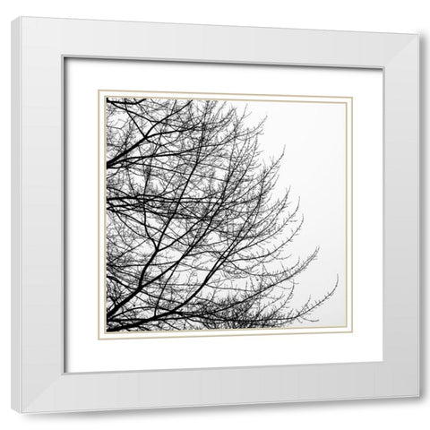 Tree Silhouette II Black on White White Modern Wood Framed Art Print with Double Matting by Pollard, David