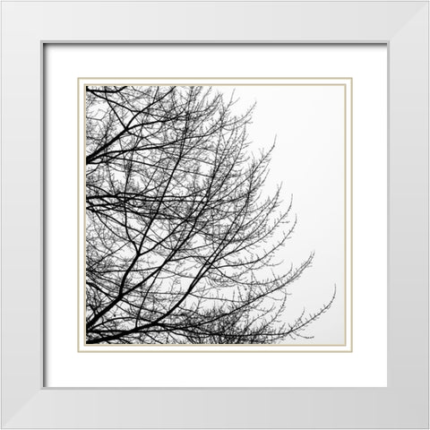 Tree Silhouette II Black on White White Modern Wood Framed Art Print with Double Matting by Pollard, David