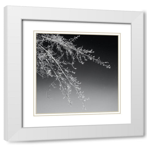 Tree Silhouette I White on Medium Gray White Modern Wood Framed Art Print with Double Matting by Pollard, David