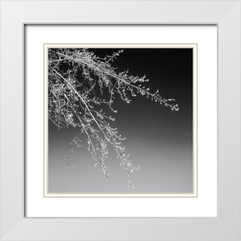 Tree Silhouette I White on Medium Gray White Modern Wood Framed Art Print with Double Matting by Pollard, David