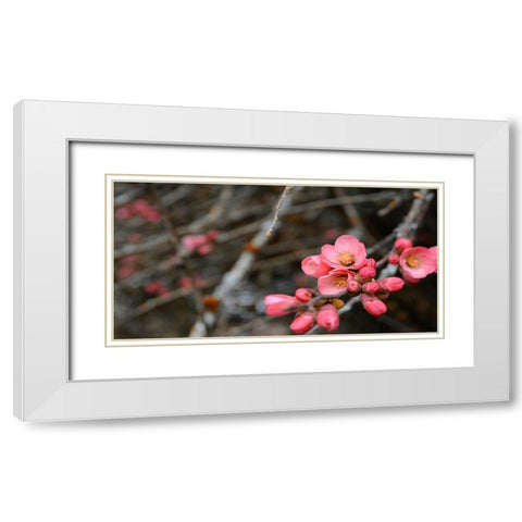 Crabapple Tree blossoms White Modern Wood Framed Art Print with Double Matting by Plank, Savanah