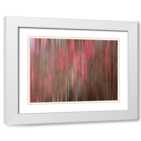 Crabapple Tree blossoms White Modern Wood Framed Art Print with Double Matting by Plank, Savanah