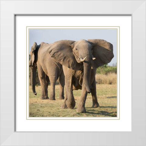 Charging Elepant White Modern Wood Framed Art Print with Double Matting by Bennion, Scott