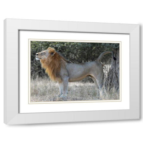 Claiming Territory White Modern Wood Framed Art Print with Double Matting by Bennion, Scott