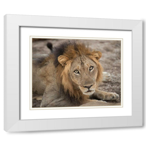 Eyes of a Lion White Modern Wood Framed Art Print with Double Matting by Bennion, Scott