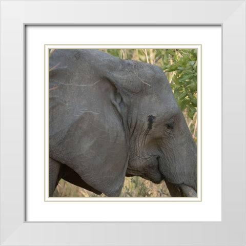 female elephant - Zabia White Modern Wood Framed Art Print with Double Matting by Bennion, Scott
