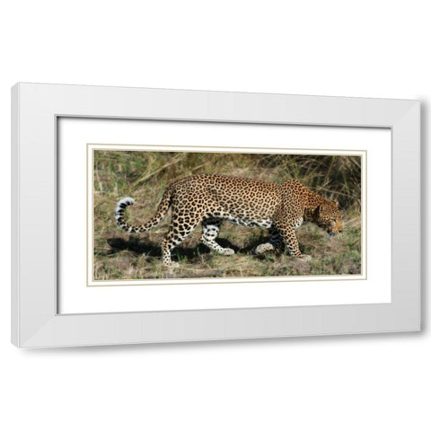 Leopard Hunting White Modern Wood Framed Art Print with Double Matting by Bennion, Scott