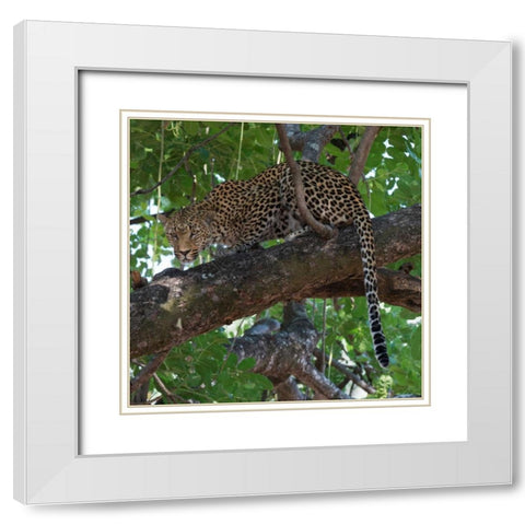 Leopard in a Tree White Modern Wood Framed Art Print with Double Matting by Bennion, Scott