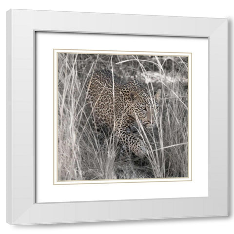 Leopard in the Grass White Modern Wood Framed Art Print with Double Matting by Bennion, Scott