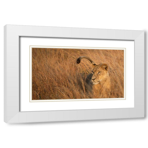 Lion in Tall Grass White Modern Wood Framed Art Print with Double Matting by Bennion, Scott