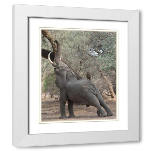 Reaching Elephant - Mana Pools Zimbabwe White Modern Wood Framed Art Print with Double Matting by Bennion, Scott