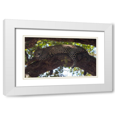 Napping White Modern Wood Framed Art Print with Double Matting by Bennion, Scott