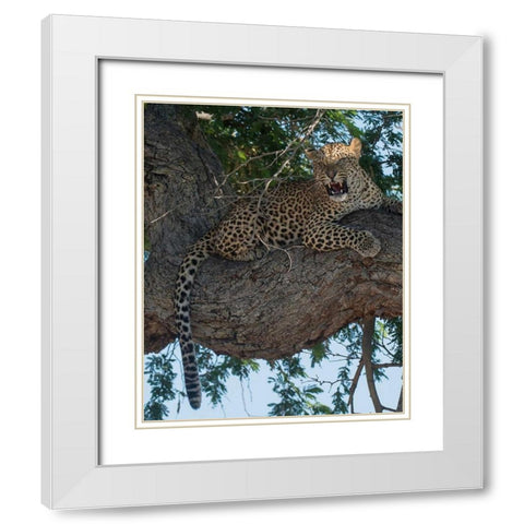 Leopard Territory White Modern Wood Framed Art Print with Double Matting by Bennion, Scott