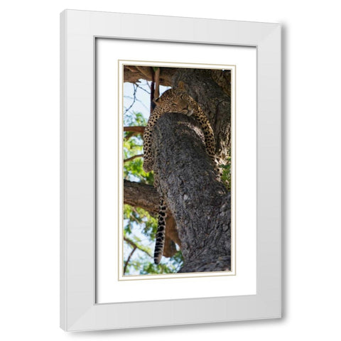 Sleeping White Modern Wood Framed Art Print with Double Matting by Bennion, Scott