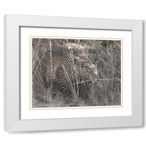Stalking Leopard White Modern Wood Framed Art Print with Double Matting by Bennion, Scott