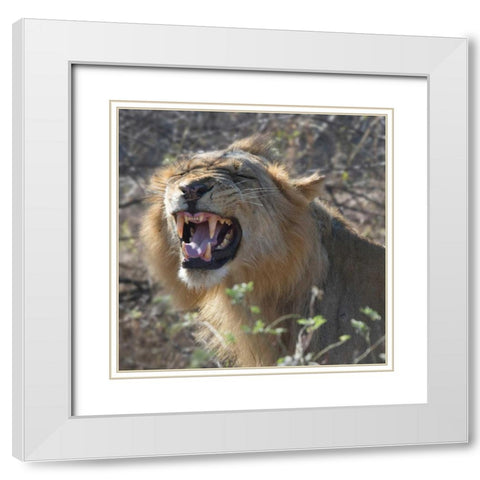 Teeth White Modern Wood Framed Art Print with Double Matting by Bennion, Scott
