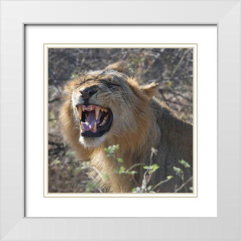 Teeth White Modern Wood Framed Art Print with Double Matting by Bennion, Scott