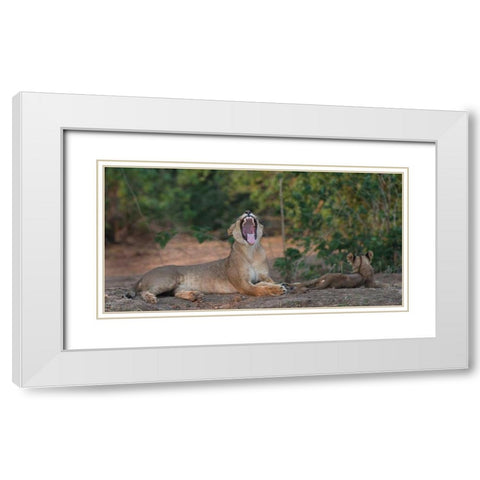 Yawning Lion - Zimbabwe White Modern Wood Framed Art Print with Double Matting by Bennion, Scott