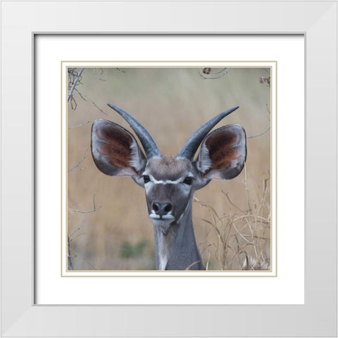 Young Kudu White Modern Wood Framed Art Print with Double Matting by Bennion, Scott