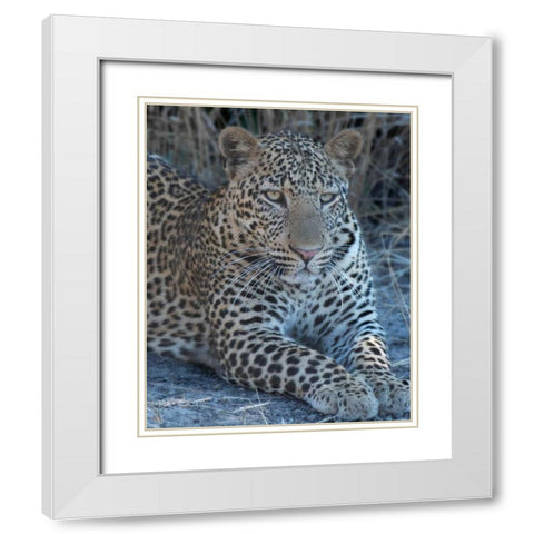 Young Leopard White Modern Wood Framed Art Print with Double Matting by Bennion, Scott