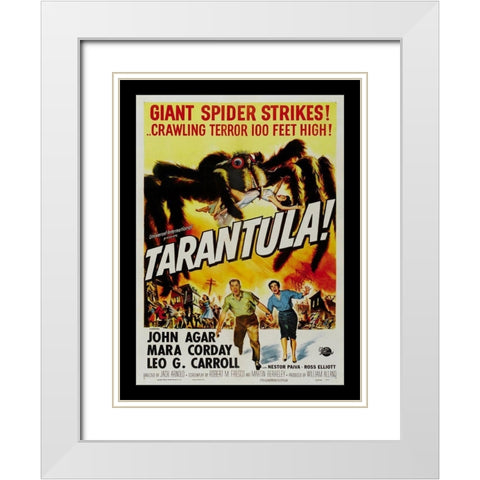 Tarantula White Modern Wood Framed Art Print with Double Matting by Anonymous