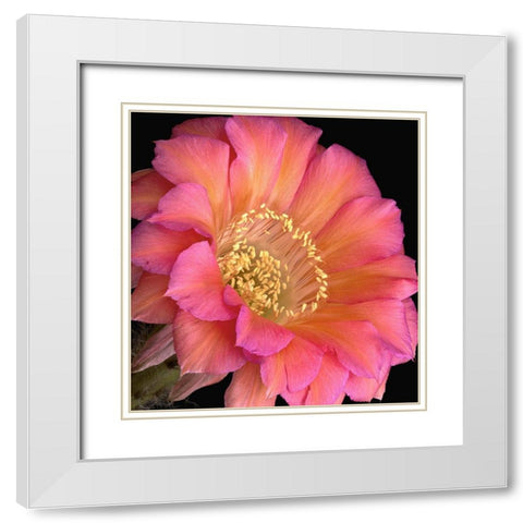 Echinopsis Cactus Monet White Modern Wood Framed Art Print with Double Matting by Reynolds, Richard