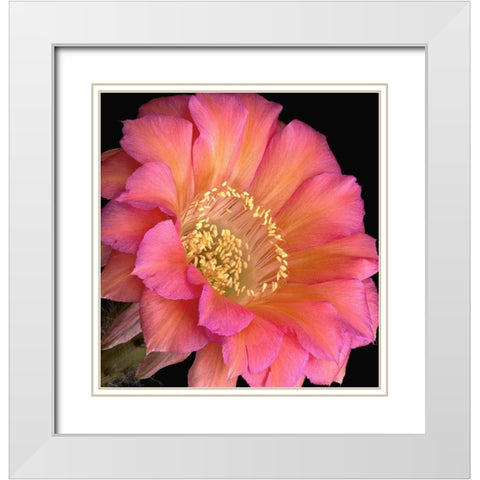 Echinopsis Cactus Monet White Modern Wood Framed Art Print with Double Matting by Reynolds, Richard