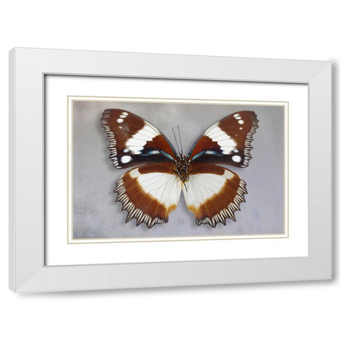 Madagascar Diadem White Modern Wood Framed Art Print with Double Matting by Reynolds, Richard