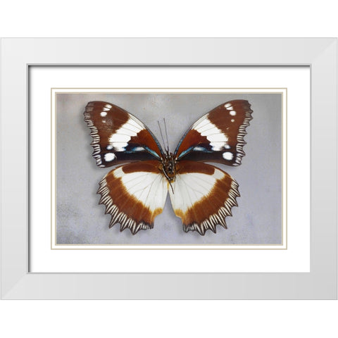 Madagascar Diadem White Modern Wood Framed Art Print with Double Matting by Reynolds, Richard