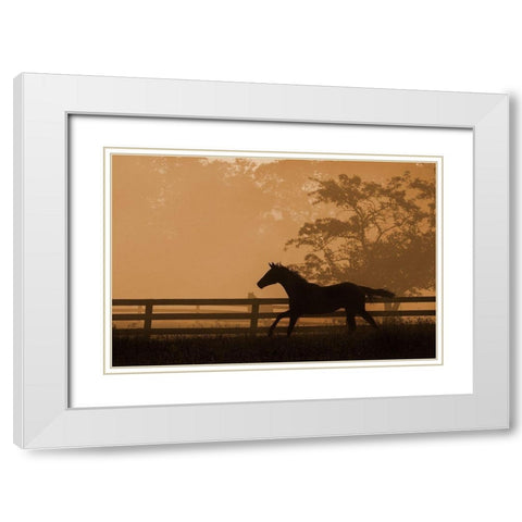 Headin For the Sun White Modern Wood Framed Art Print with Double Matting by Dawson, Robert