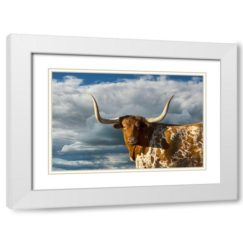 Texas Longhorn ~ Color White Modern Wood Framed Art Print with Double Matting by Dawson, Robert