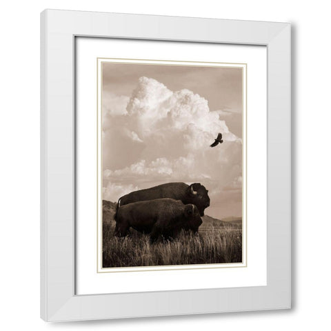 The American Buffalo White Modern Wood Framed Art Print with Double Matting by Dawson, Robert