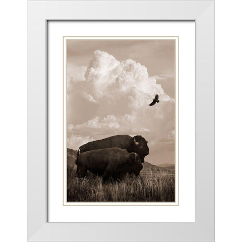 The American Buffalo White Modern Wood Framed Art Print with Double Matting by Dawson, Robert