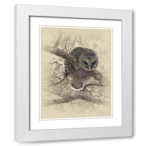 Barred Owlet White Modern Wood Framed Art Print with Double Matting by Brown, Jim