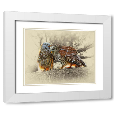 Barred Owls White Modern Wood Framed Art Print with Double Matting by Brown, Jim