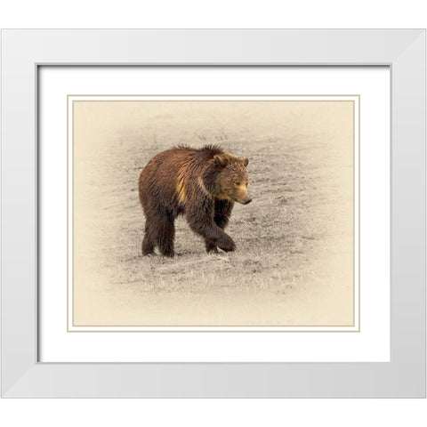 Grizzly 2 White Modern Wood Framed Art Print with Double Matting by Brown, Jim